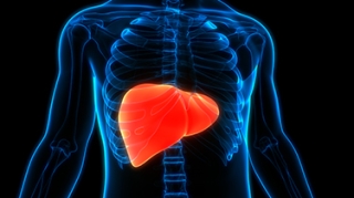 What a Liver FibroScan® Measures and Why It Matters
